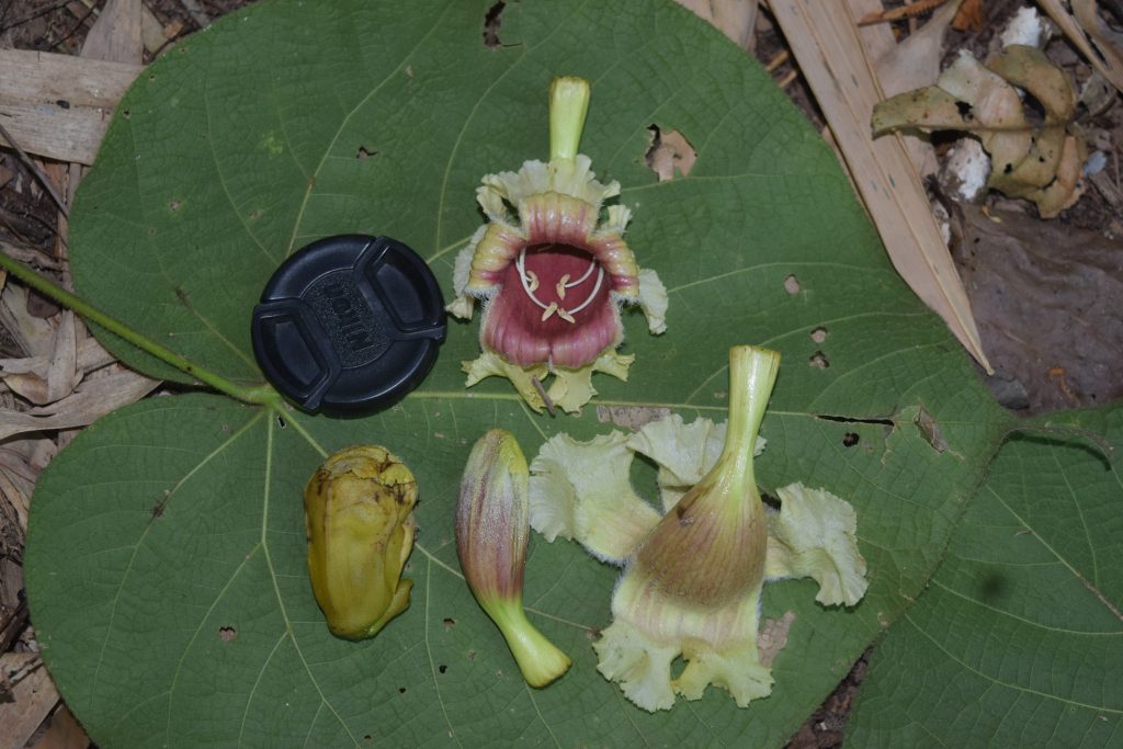 อีโปง_ดอก