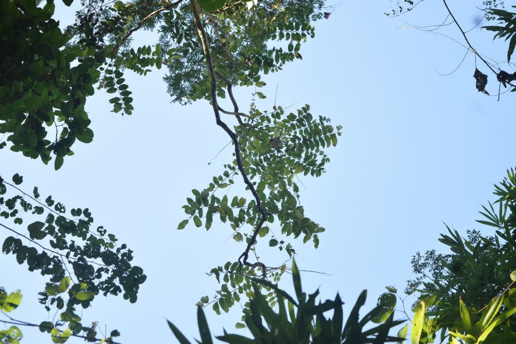 อีโปง_ใบ