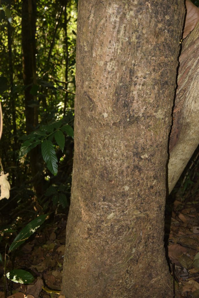 อีโปง_ลำต้น